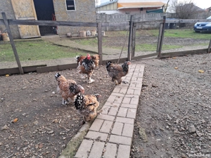 Vand oua incubat brahma portelan - imagine 5