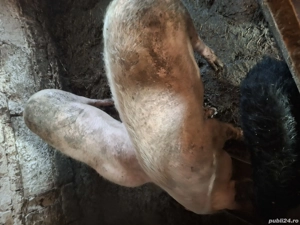 vând porc , scrofita și gâște  - imagine 3