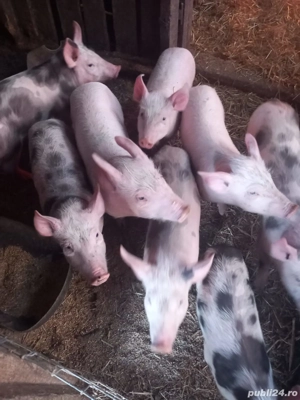 De vânzare purcei 10 săptămâni rasa Pietrani 
