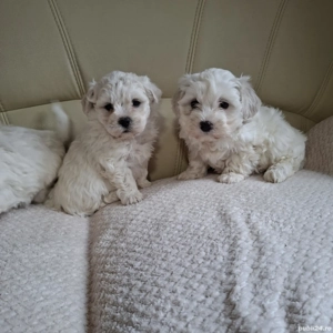 Vand Bichon Maltez  - imagine 4
