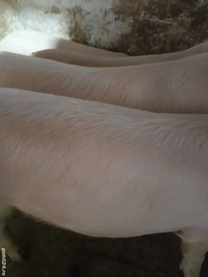 soldani 80 - 85 kg  - imagine 2