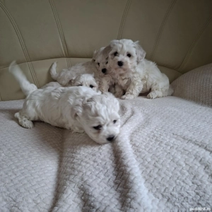 Vand Bichon Maltez  - imagine 3