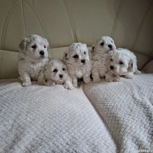 Vand Bichon Maltez  - imagine 2