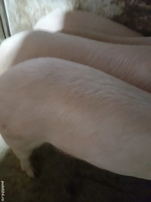 soldani 80 - 85 kg  - imagine 5