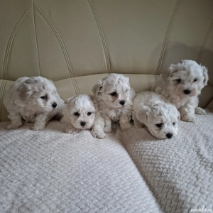 Vand Bichon Maltez  - imagine 5