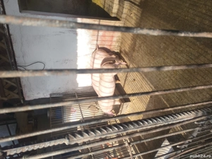 Purcei de vânzare  - imagine 5