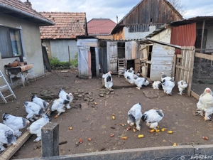 Vand oua incubat brahma hd - imagine 3