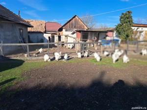 Vand oua incubat brahma hd - imagine 4