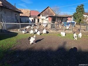 Vand oua incubat brahma hd - imagine 5