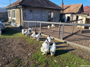 Vand oua incubat brahma hd - imagine 2