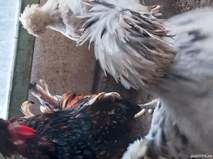 cocoși moțata olandeză  - imagine 2