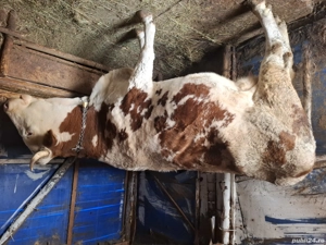 Vaca de vanzare cu vitel - imagine 2