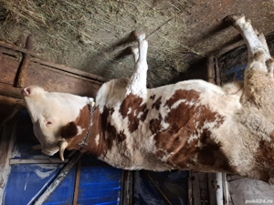 Vaca de vanzare cu vitel