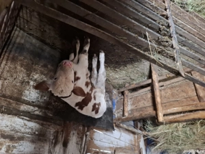 Vaca de vanzare cu vitel - imagine 5