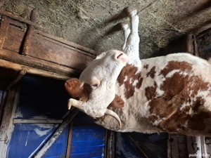 Vaca de vanzare cu vitel - imagine 4