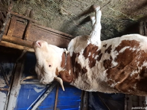 Vaca de vanzare cu vitel - imagine 3