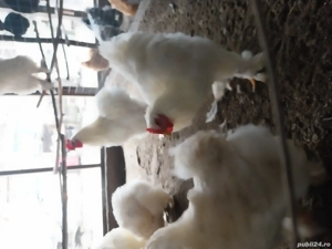 cocoși cochinchina uriaș alb 