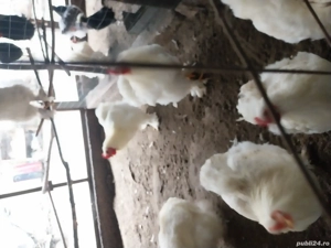 cocoși cochinchina uriaș alb  - imagine 2