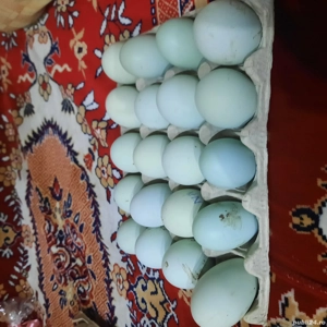 Vand oua incubat amereucana si oliv