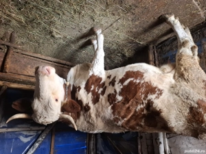 Vând vaca cu vițel.                 