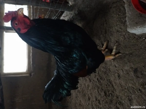 cocoși combatant indian 