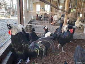 moțata olandeză  - imagine 2