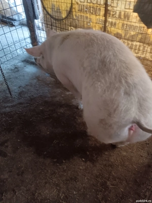 vând porc de carne  - imagine 5