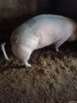 vând porc de carne  - imagine 3