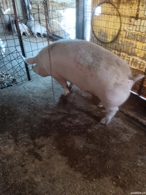 vând porc de carne  - imagine 4