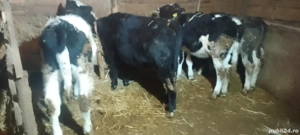 vand trei taurasi si o vitea