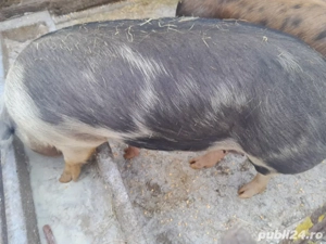 vand porc  - imagine 3