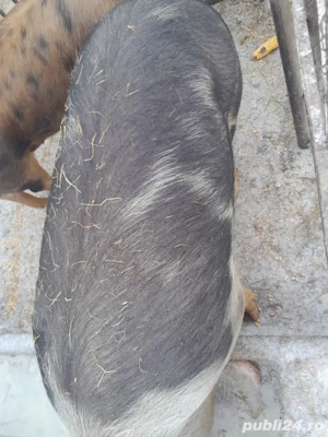 vand porc  - imagine 2