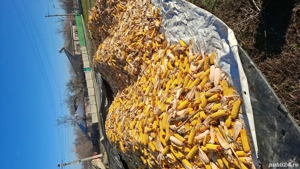 Porumb si furaje - imagine 3