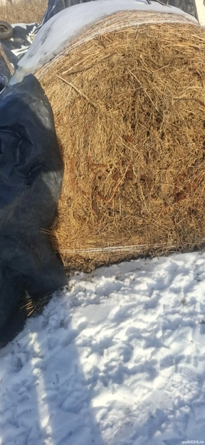 Porumb si furaje - imagine 2