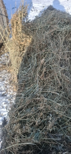 Porumb 2025 baloti lucerna 1.21.2 - imagine 5