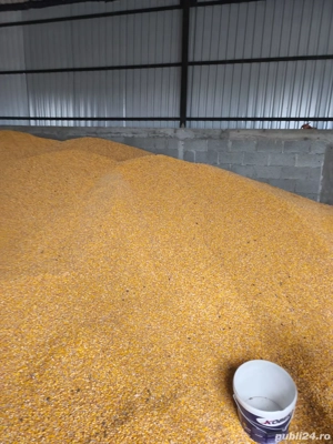 Vand viței și tauri - imagine 6