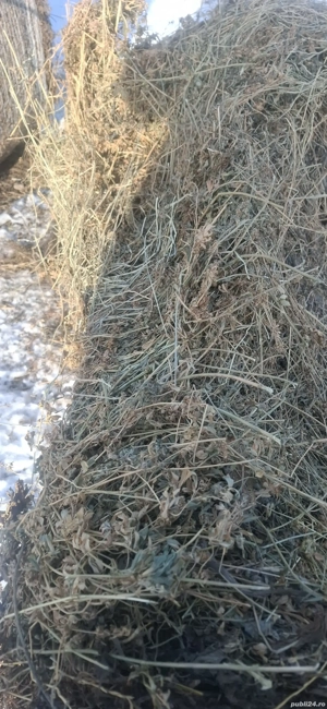 Vand viței și tauri - imagine 5