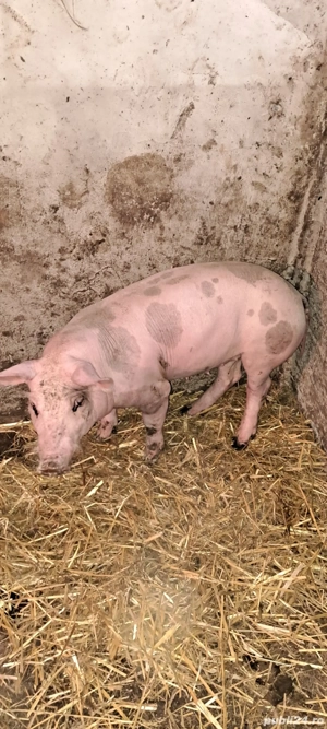 Scrofiță pietrain pt.reproducție - imagine 5