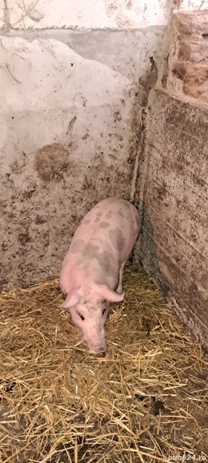 Scrofiță pietrain pt.reproducție - imagine 2