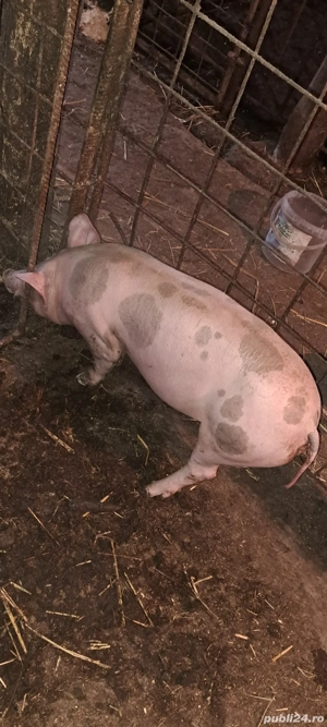 Scrofiță pietrain pt.reproducție - imagine 4