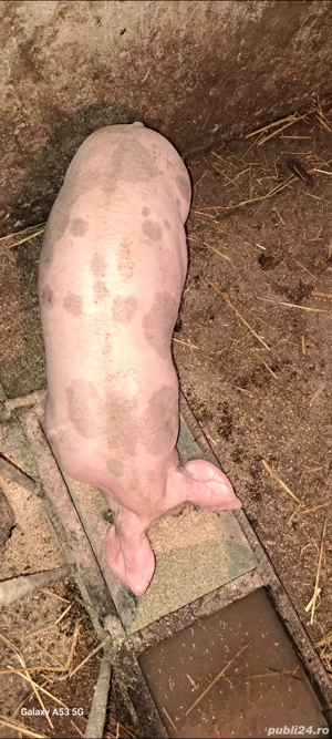 Scrofiță pietrain pt.reproducție - imagine 3