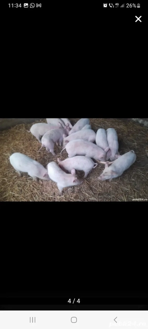 schimb purcei pe  baloti fân  , cocian ,lucerna. - imagine 3