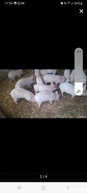 schimb purcei pe  baloti fân  , cocian ,lucerna. - imagine 2