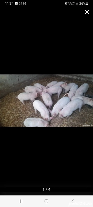 schimb purcei pe vaca