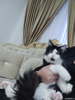 Norvegian de Pădure 