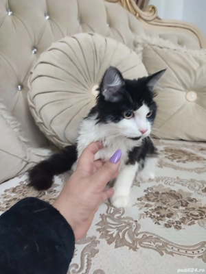 Norvegian de Pădure  - imagine 2