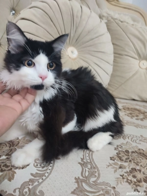 Norvegian de Pădure  - imagine 3