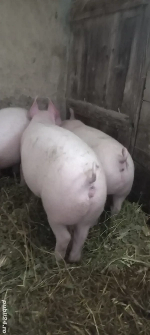  Purcei Rasa Marele Alb x Pietrain 35 - 40 kg Comuna Lița o733345270 - imagine 2