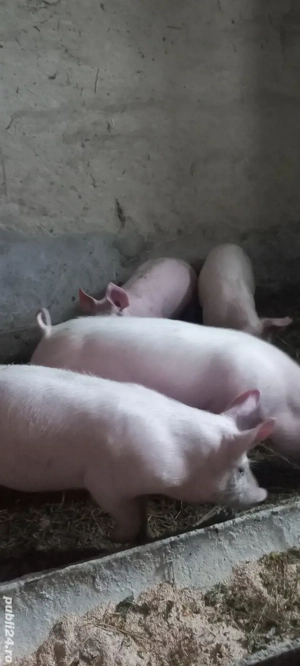  Purcei Rasa Marele Alb x Pietrain 35 - 40 kg Comuna Lița o733345270 - imagine 5