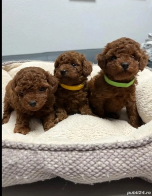 Puiuți Pudel Toy barboncino caniche  - imagine 3